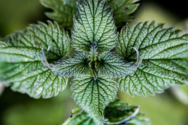 Brennnessel – das stachelige Wunderkraut, das keiner haben will und alle brauchen - Brennnessel – das stachelige Wunderkraut, das alle brauchen | k.u.k.Naturkraft