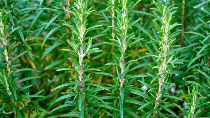 Rosmarin – der Fürst der Aromapflanzen und sein Geheimnis der ewigen Jugend - Rosmarin – der Fürst der Aromapflanzen | k.u.k.Naturkraft