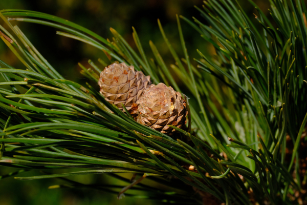 Zirbe – die Königin der Alpen und ihr tausendjähriges Geheimnis - Zirbe – die Königin der Alpen und ihr tausendjähriges Geheimnis | k.u.k.Naturkraft Blog