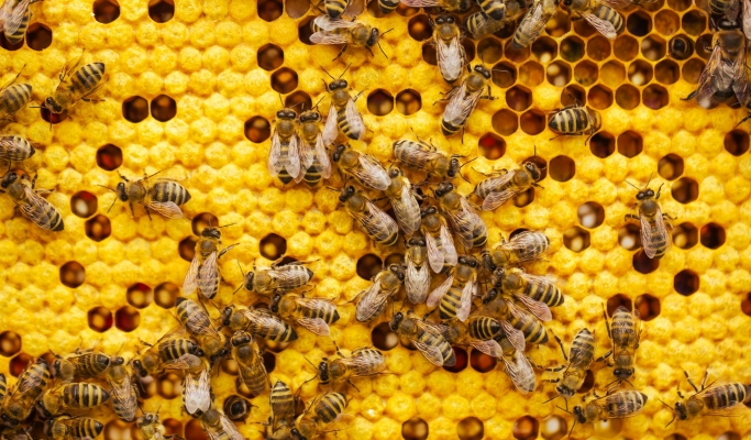 Bienenwachs – das stille Wunder aus dem Bienenstock - Bienenwachs – das stille Wunder aus dem Bienenstock | k.u.k.Naturkraft Blog