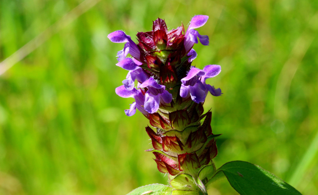 Brunelle – das vergessene Allheilkraut unserer Wiesen - Brunelle – das vergessene Allheilkraut unserer Wiesen | k.u.k.Naturkraft Blog