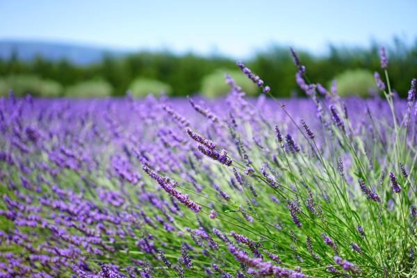 Lavendel – die Pflanze, die seit 2.500 Jahren für Ruhe sorgt - Lavendel – die Pflanze, die seit 2.500 Jahren für Ruhe sorgt | k.u.k.Naturkraft Blog