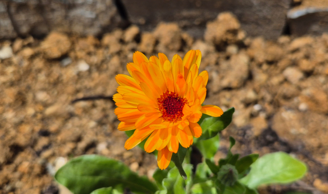 Ringelblume – die Arnika der Haut, die seit 800 Jahren heilt - Ringelblume – die Arnika der Haut, die seit 800 Jahren heilt | k.u.k.Naturkraft Blog