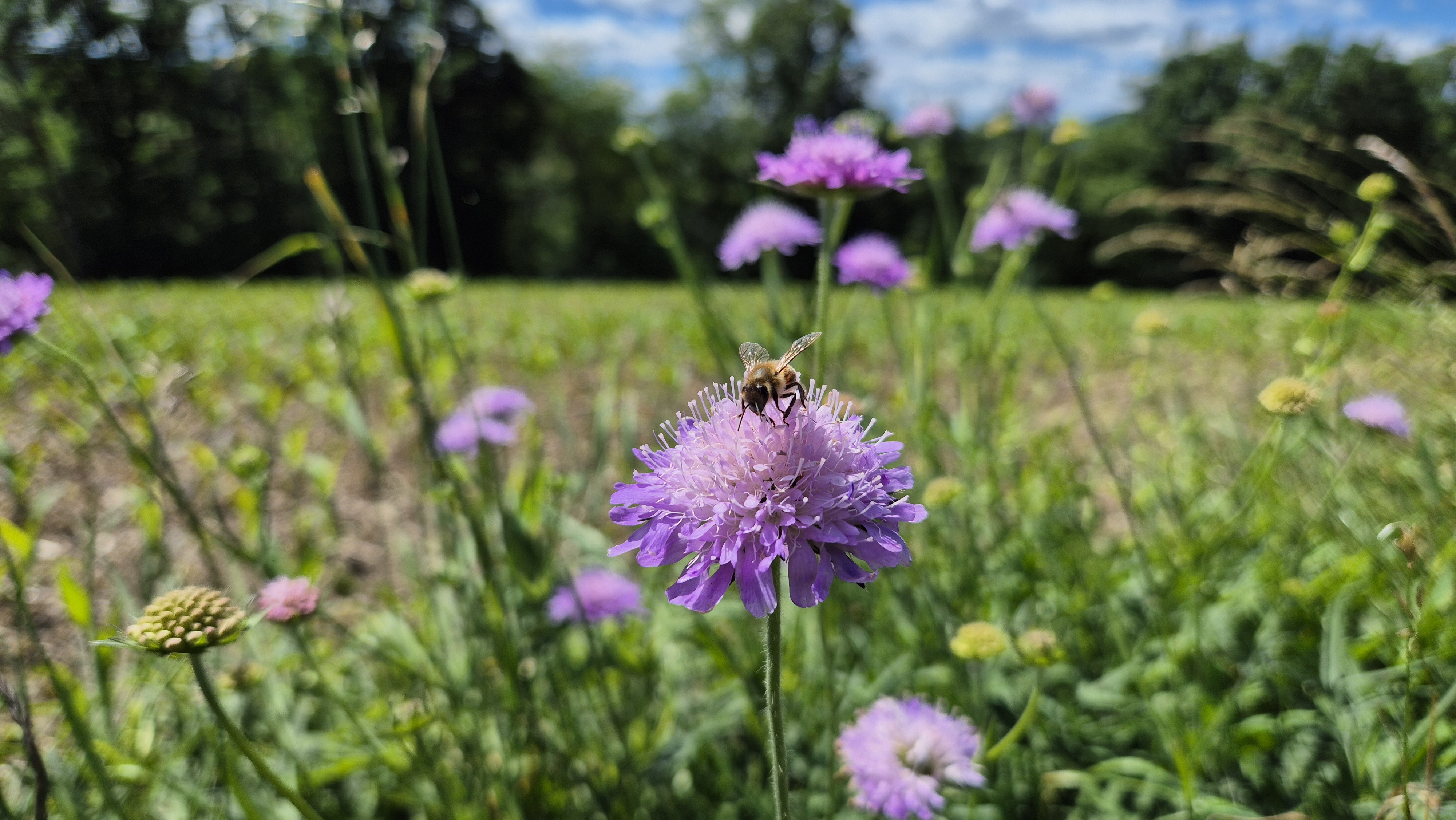 Biene auf einer Blüte in der Buckligen Welt – Symbol für regionale Imkerei und naturreines Bienenwachs von k.u.k.Naturkraft