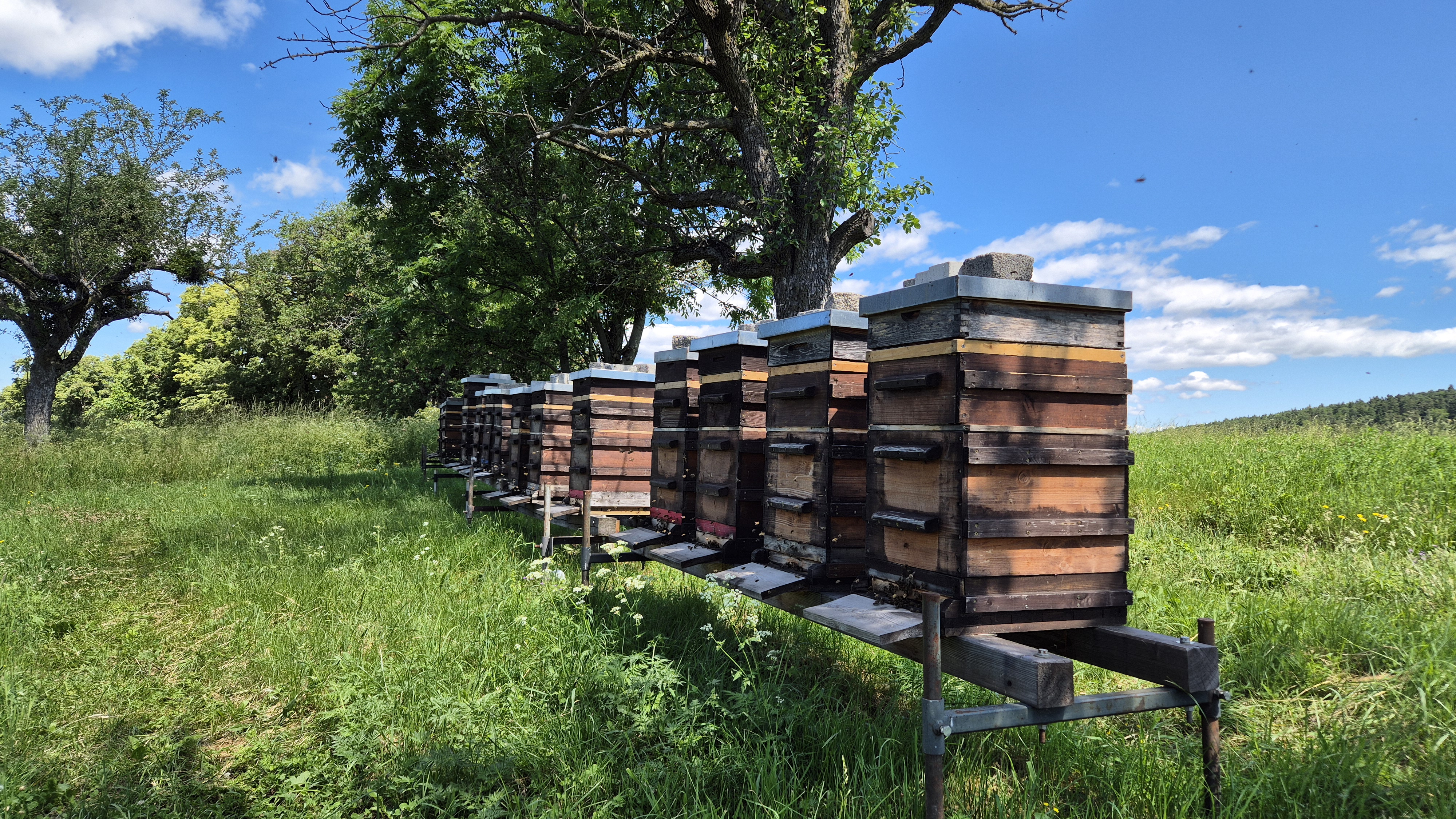 Bienenstöcke der Imkerei Senft in Bromberg, Bucklige Welt – regionaler Bienenwachslieferant für die k.u.k.Naturkraft Manufaktur