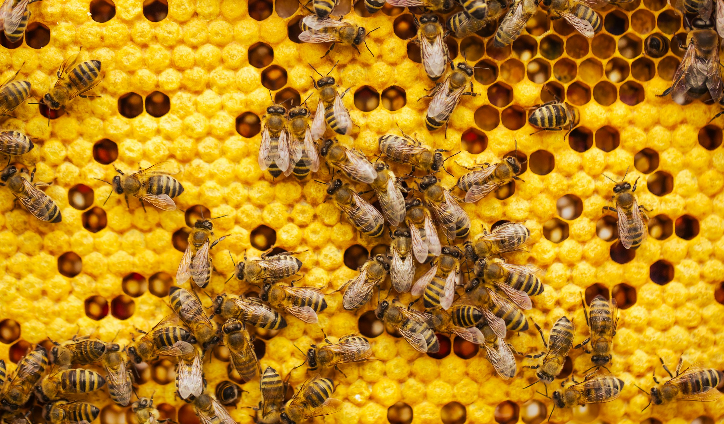 Goldgelbes Bienenwachs aus dem Bienenstock – natürlicher Rohstoff für Balsame und Körperpflege, direkt von der Imkerei Senft in Bromberg