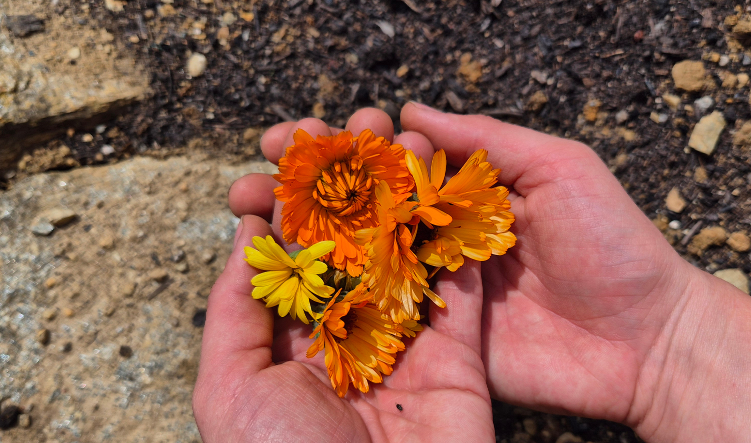 Ernte frischer Ringelblumenblüten für das Kaltmazerat – k.u.k.Naturkraft verarbeitet die Blüten wochenlang in Olivenöl für Balsam und Pflegeöl aus Bromberg