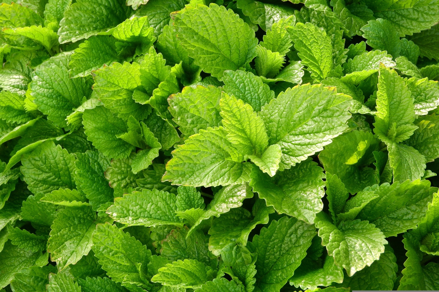 Zitronenmelisse (Melissa officinalis) mit herzförmigen Blättern – Arzneipflanze des Jahres 1988, von Hildegard von Bingen bis Paracelsus geschätzte Heilpflanze